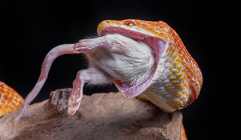 A corn snake feeding on a mouse, The snake has its jaws wide open and a white mouse is being eaten. It is set against a black background