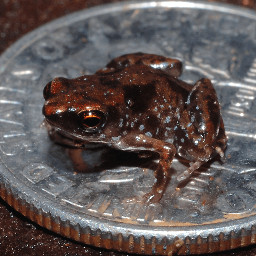 Paratype specimen of Paedophryne amanuensis, one of the world’s smallest frogs, shown perched on a coin for scale.