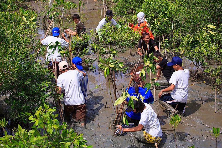 Mangrove reforestation