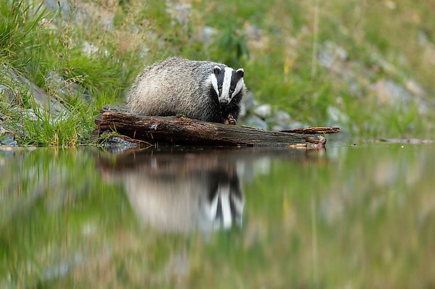 Animals That Start With S - WorldAtlas Animals That Start With S - WorldAtlas