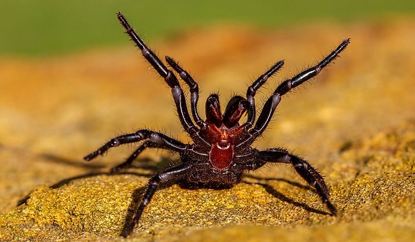 Dangerously venomous Male Sydney Funnel-web spider showing fangs