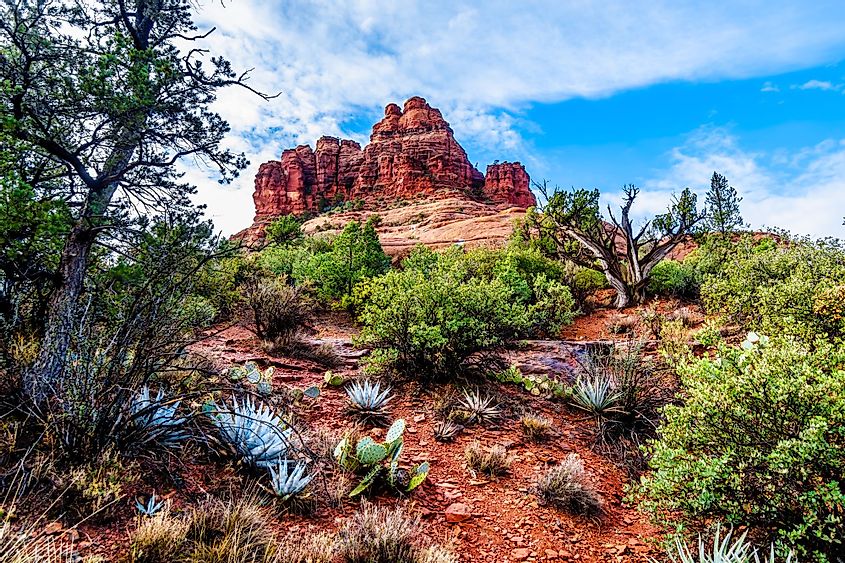 Bell Rock showing vegetation growing on the red rocks and red soil in Coconino National Forest near Sedona, Arizona