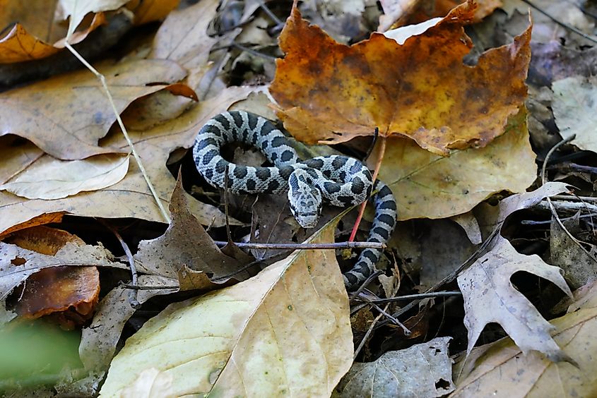 Baby Fox snake found between autumn leaves on the forest ground