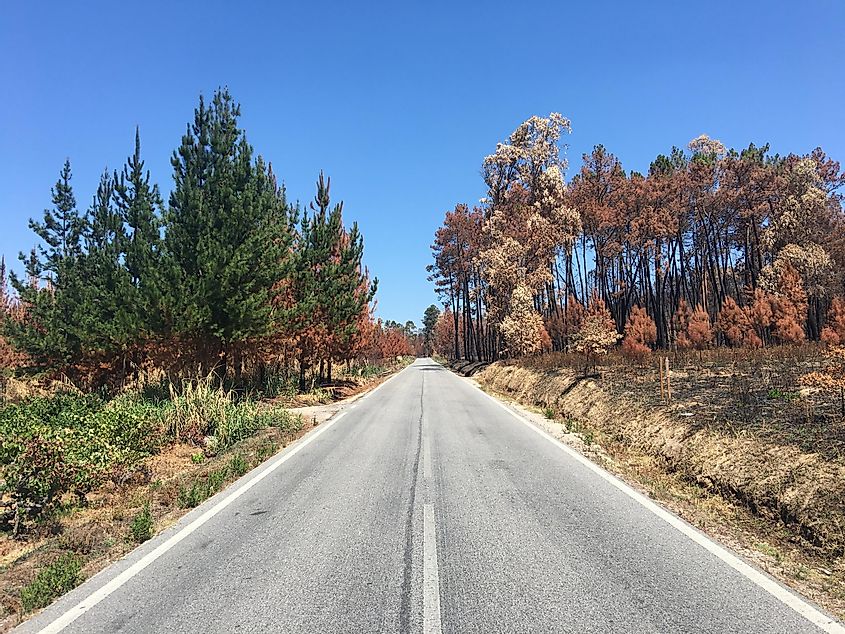 A road leading into a colorful, burnt forest.