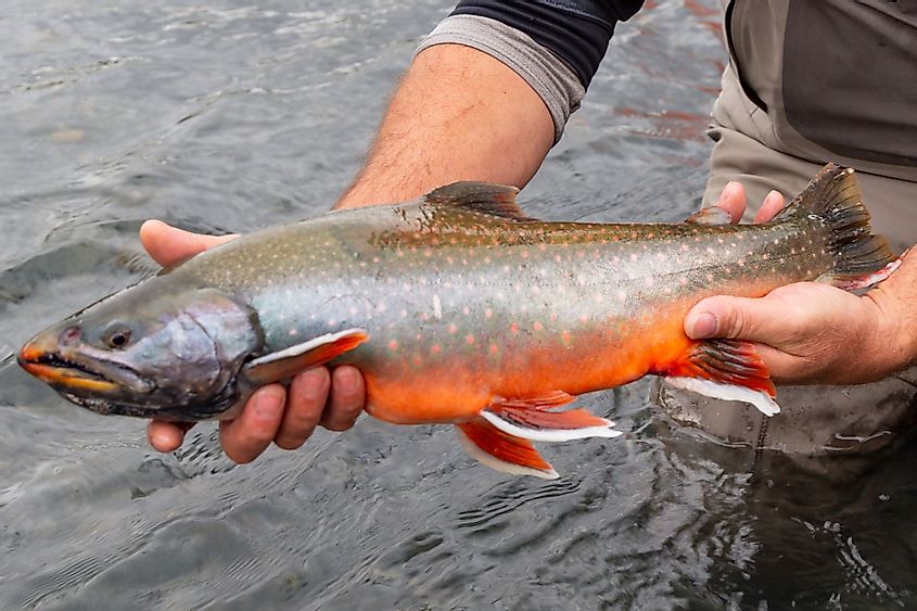 Wild Dolly Varden trout caught and released on the Kenai River, Alaska