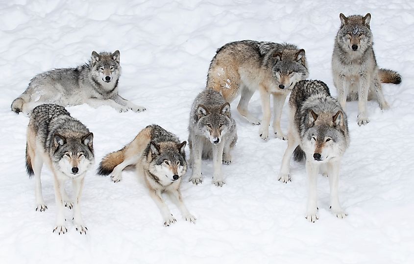Timber wolf pack standing in the snow in Canada