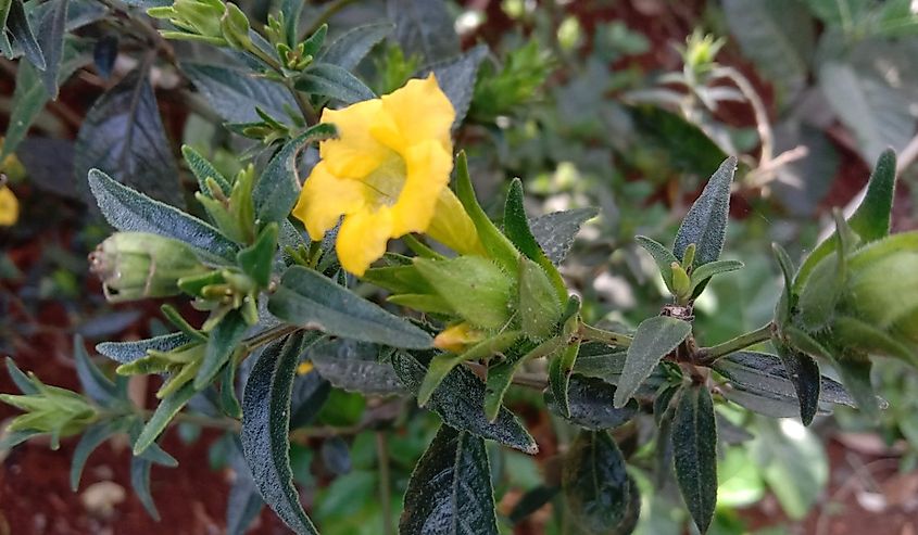 Erythranthe michiganensis (formerly Mimulus glabratus var