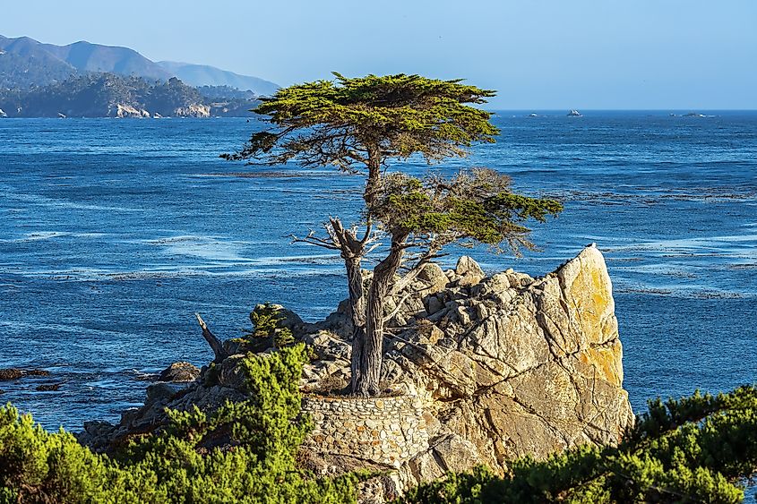 Lone Cypress Tree on 17 Mile Drive. 17 Mile Drive is a scenic road through Pebble Beach and Pacific Grove on the Monterey Peninsula in Northern California.