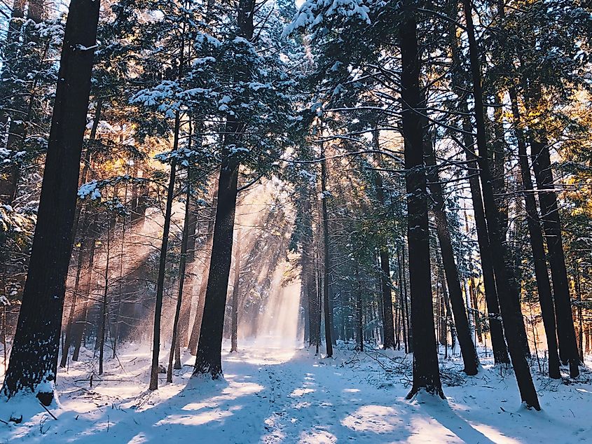 White Memorial Conservation Area Forest in winter.