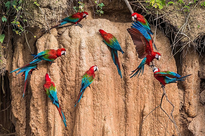 macaws