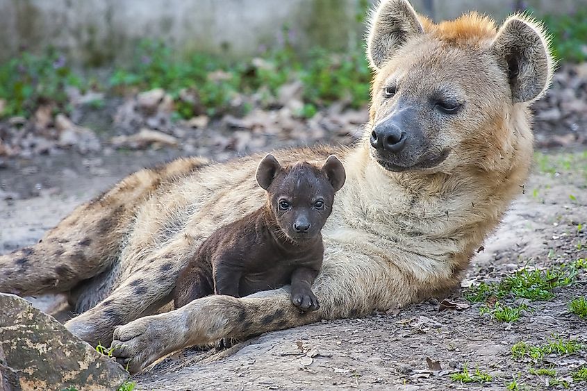 a hyenas options bináris