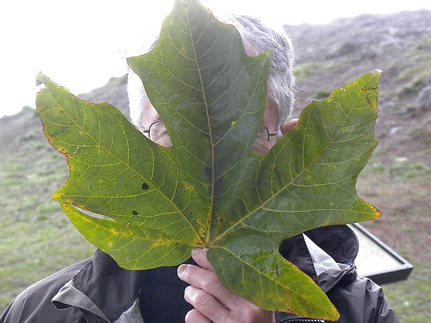 Bigleaf Maple tree leaf, Washington, US