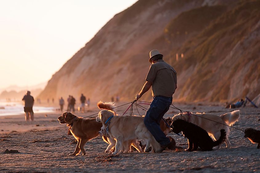 A man walks a group of dogs onto Arroyo Burro State Beach in Santa Barbara, California