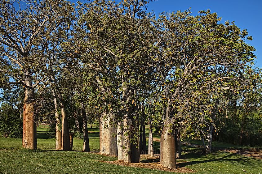 Baobab trees at Lily Creek Lagoon at Kununurra, Kimberley, Western Australia, Australia 