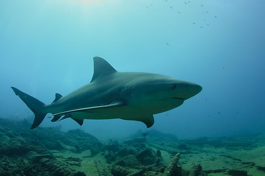 Bull Shark (Carcharhinus leucas).