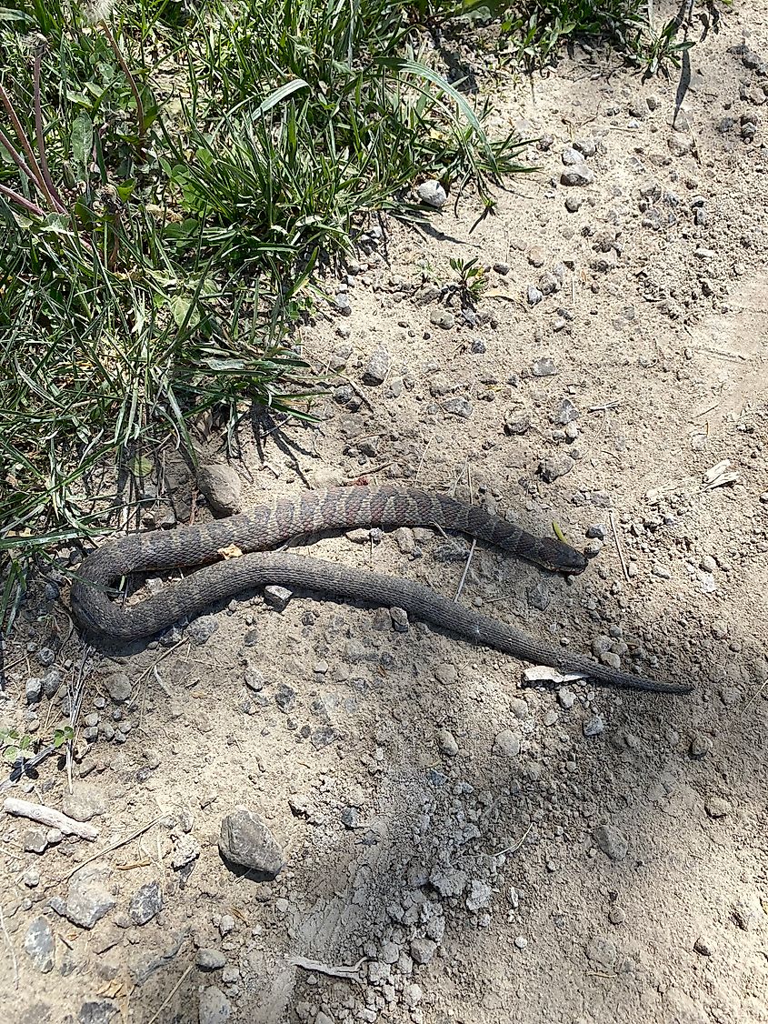 A grey with dark stripes snake lying dead on the side of a gravel road.