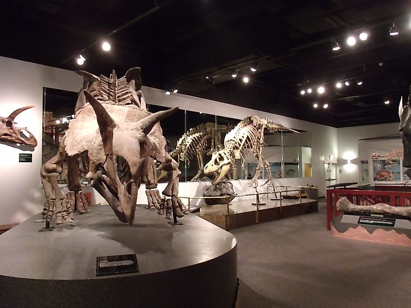 Dinosaur Hall display in the Arizona Museum of Natural History in Mesa, Arizona