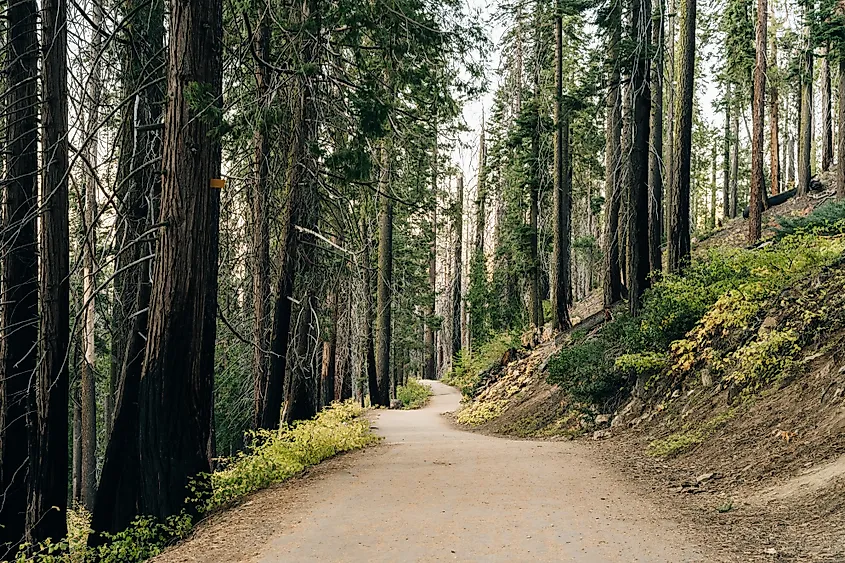 Steep climb on Old Big Oak Flat Road, Leading Through the forest back to Tioga Pass - Tuolumne Grove, Yosemite National Park