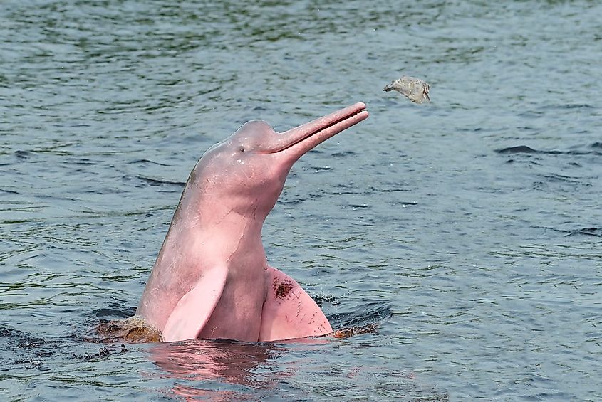 A pink river dolphin in the Amazon River.