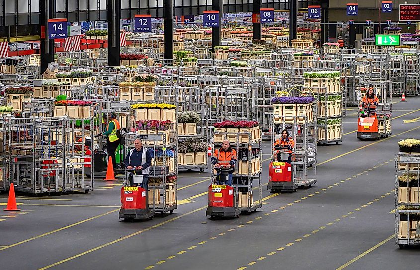 Rush hour at the flower auction in Aalsmeer, Netherlands. Editorial credit: Yuri Turkov / Shutterstock.com