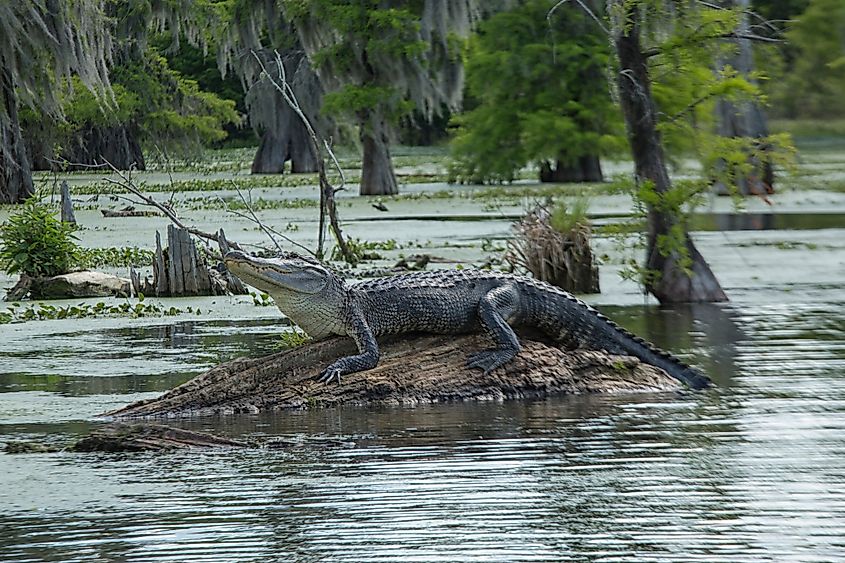 Breaux Bridge, Louisiana.