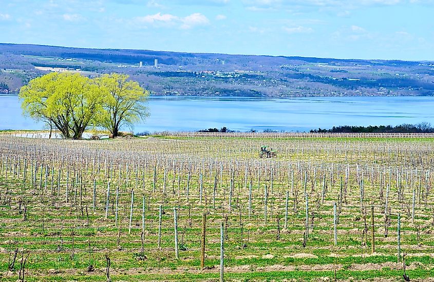 Winery in Seneca Lake
