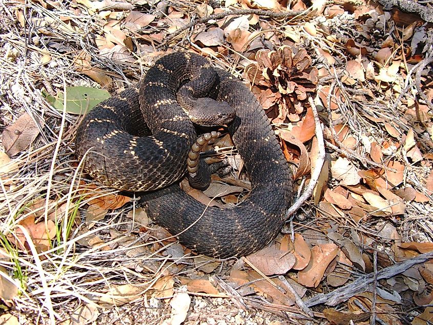 Arizona Black Rattlesnake, Crotalus cerberus.
