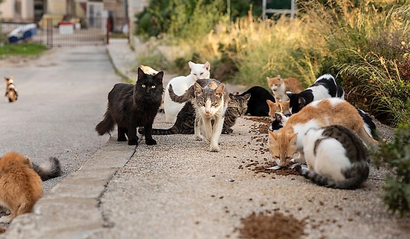 A group of multicoloured homeless stray cats sitting and waiting outside on the road in downtown Dubrovnik for volunteers to feed them. Surrounded by greenery on a sunny day in summer