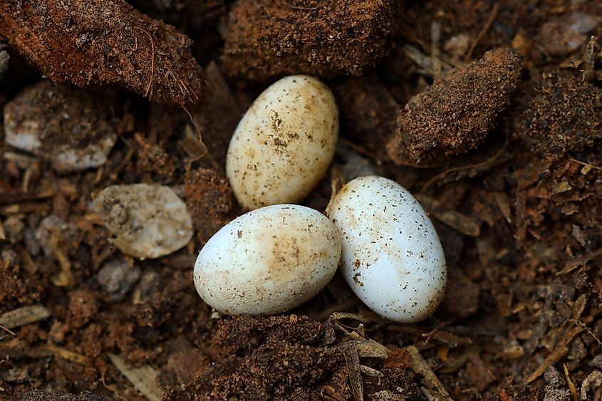 Cobra eggs on the ground.
