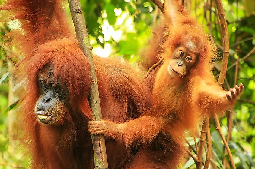 Female Sumatran orangutan with a baby sitting on a tree in Gunung Leuser National Park, Sumatra, Indonesia.