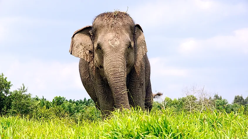 The Sumatran elephant (Elephas maximus sumatranus) is a subspecies of Asian elephant