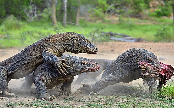 The Komodo dragons (Varanus komodoensis) battle for prey.