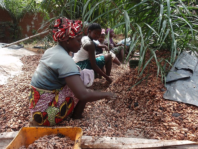 Women from Ivory Coast working in the countryside for cocoa production.