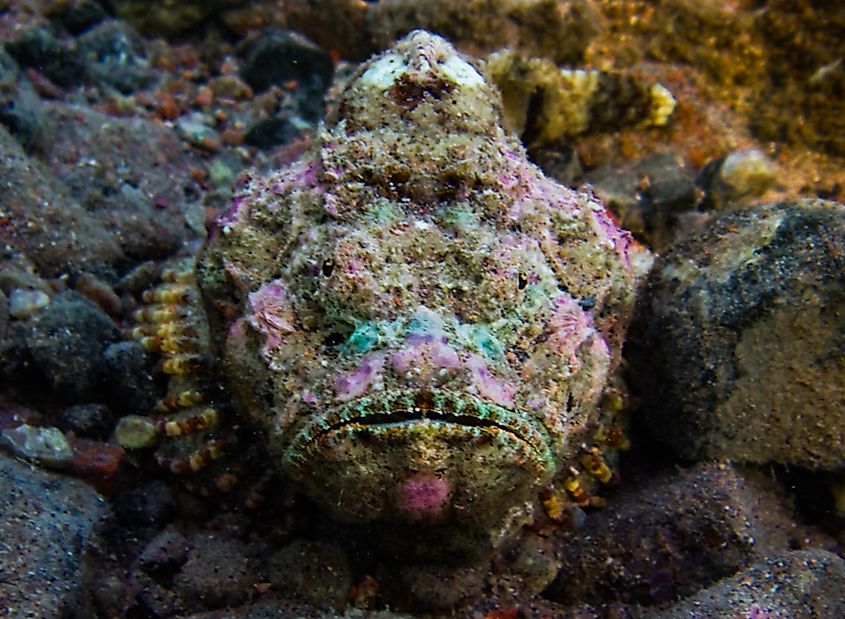 Reef stonefish from Aqaba, Red Sea (Credit: Sakis Lazarides via Shutterstock)