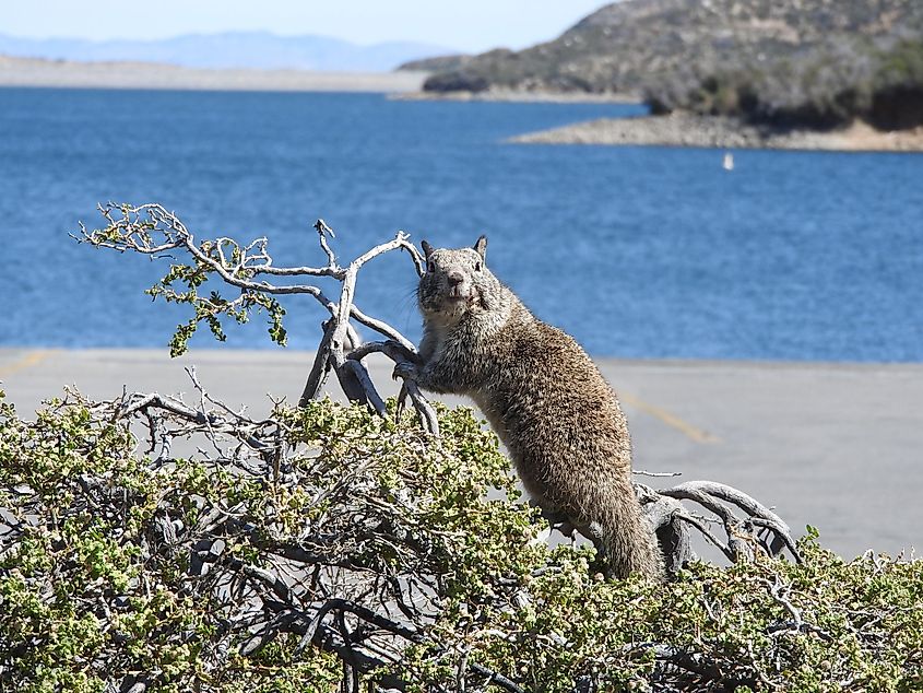 A ground squirrel perched on top of a bush on the shores of Silverwood Lake in San Bernardino County, California.