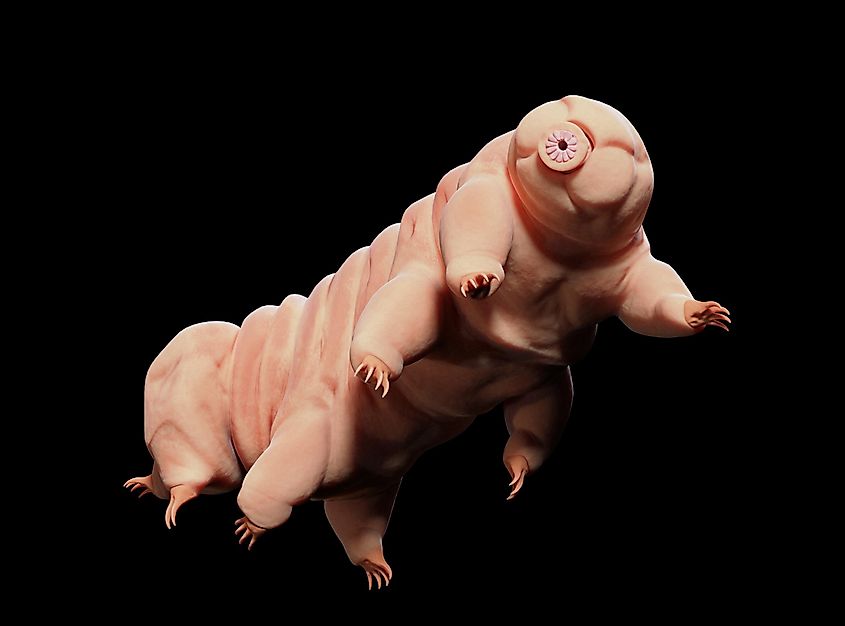 A tardigrade