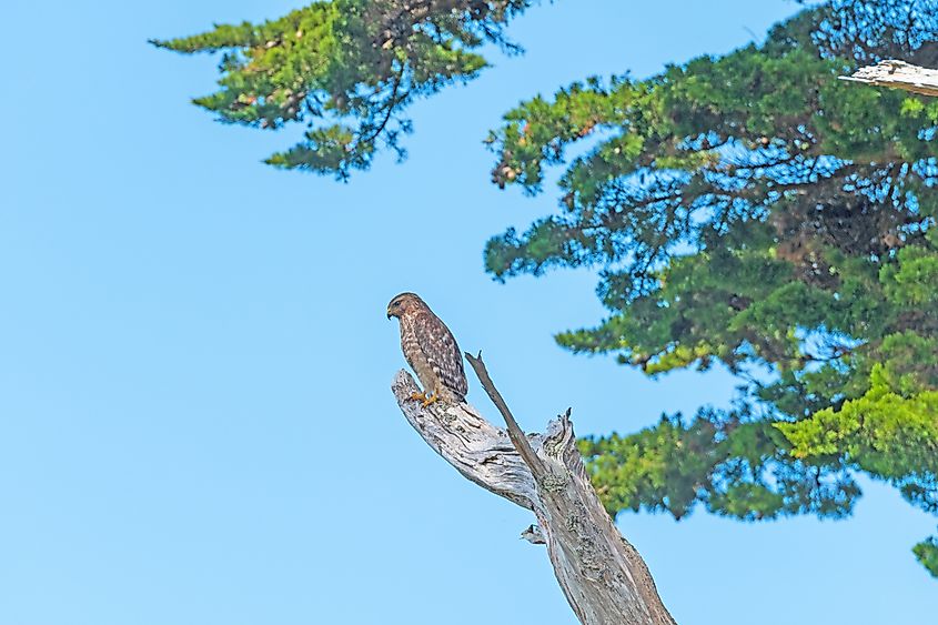 Merlin looking out for prey in the Point Reyes National Seashore in California.
