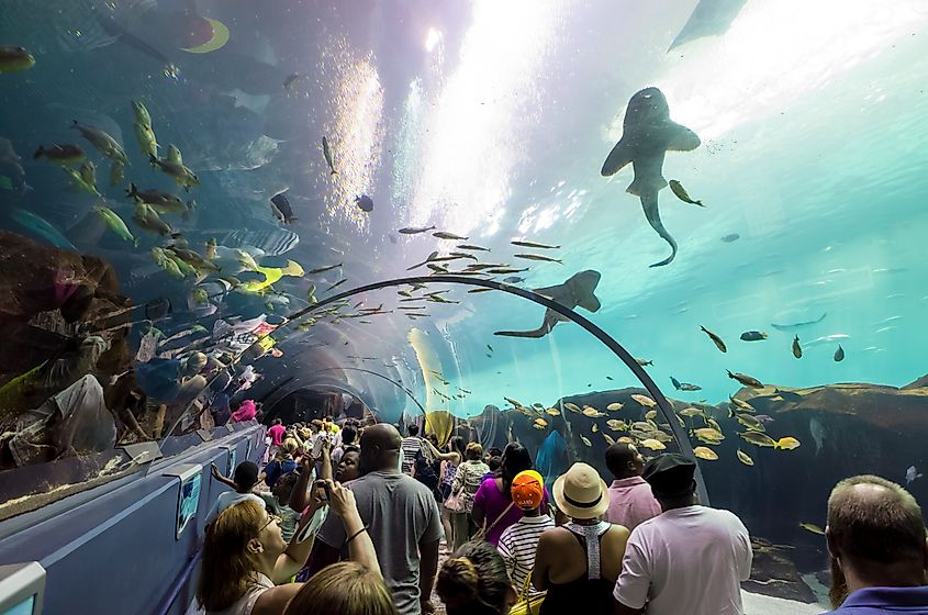 Interior of Georgia Aquarium in Atlanta, Georgia