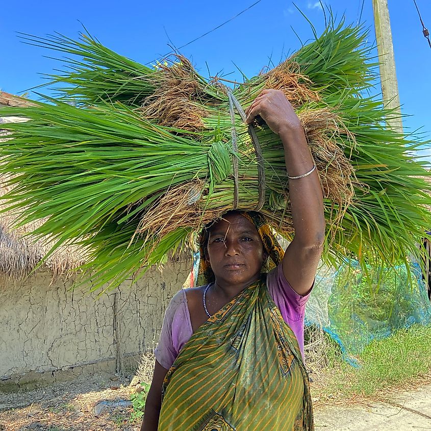 A woman in sundarbans