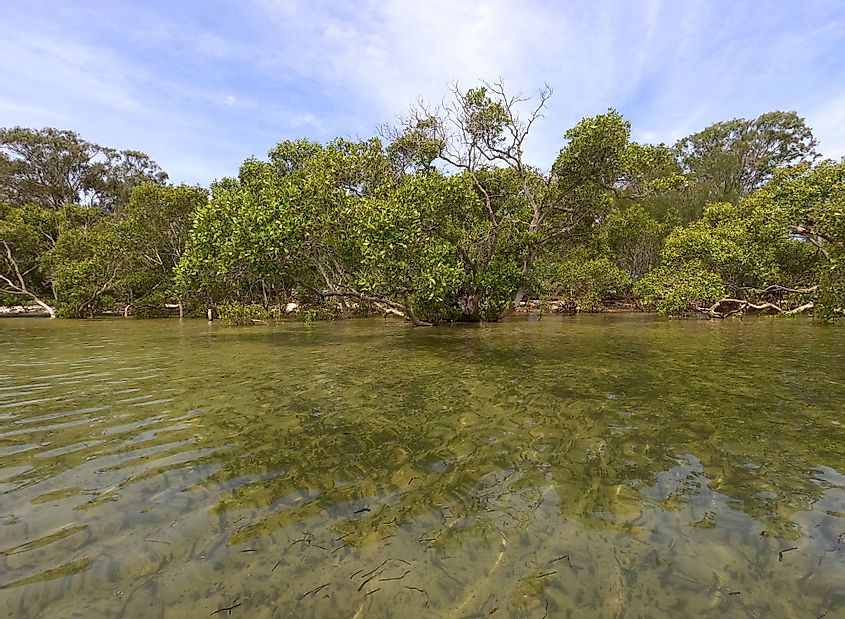 Mangroves in Bribie Island, Australia