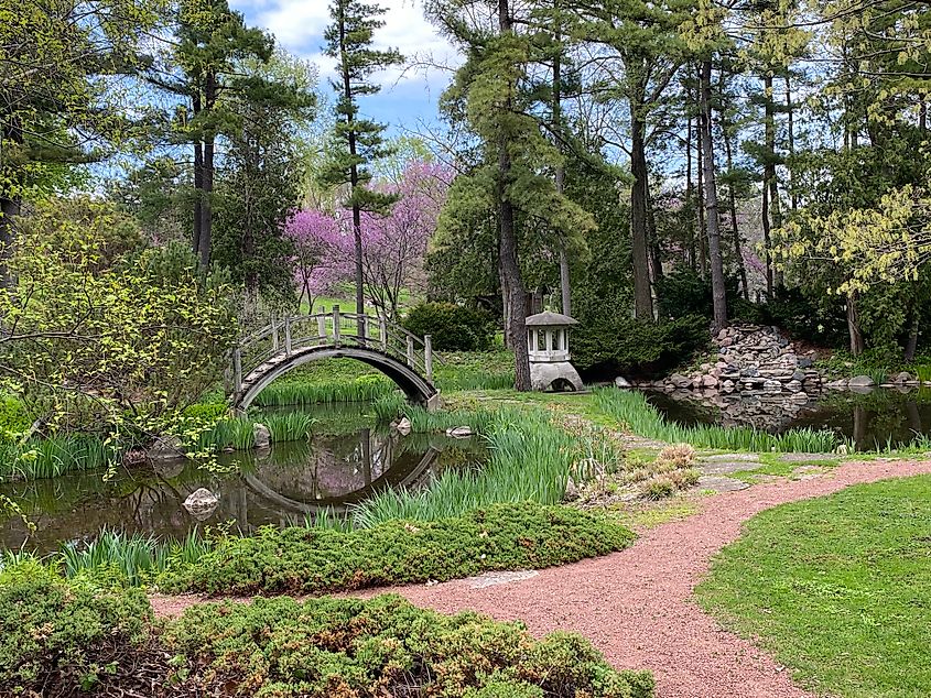 A tranquil Japanese garden with wood-chip trails, a pond bridge, and touches of cherry blossoms.