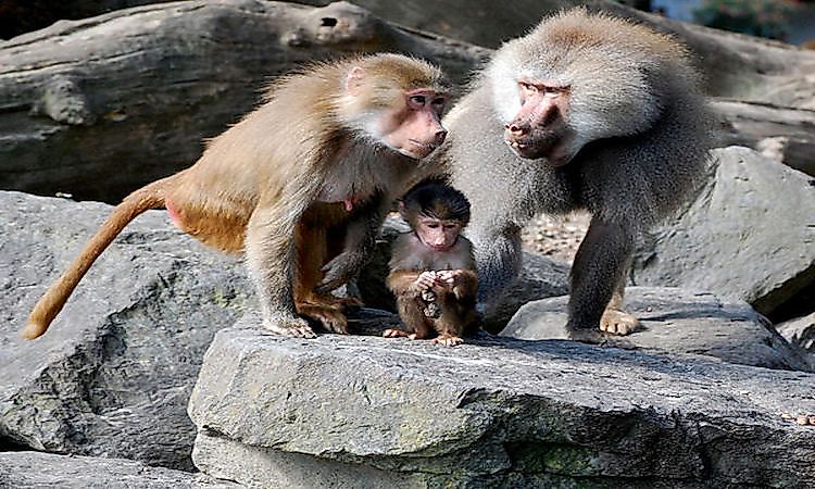 How Many Types Of Baboons Are There? Where Do They Live? - WorldAtlas