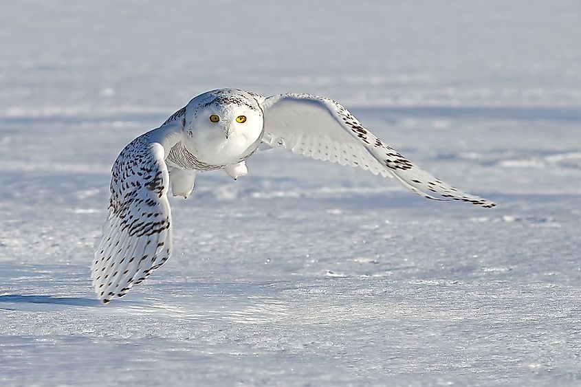 Top 115 + Pictures of animals that live in the tundra ...