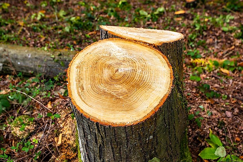 Tree rings visible on a broken tree stump.