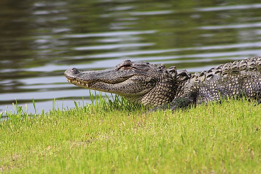Alligator in Hilton Head