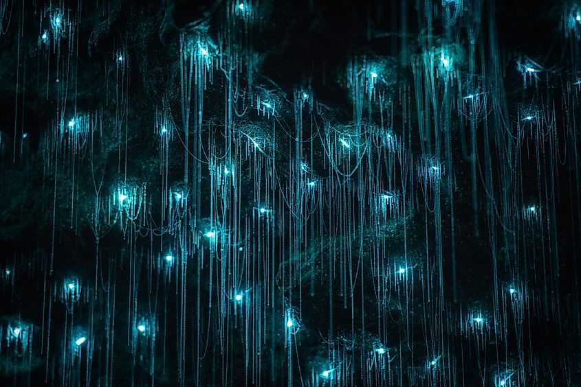 Waitomo Glowworm Caves, Waikato, New Zealand.