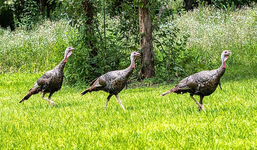 Wild Turkey (Meleagris gallopavo), Cedars of Lebanon State Park, Wilson County, Tennessee, USA