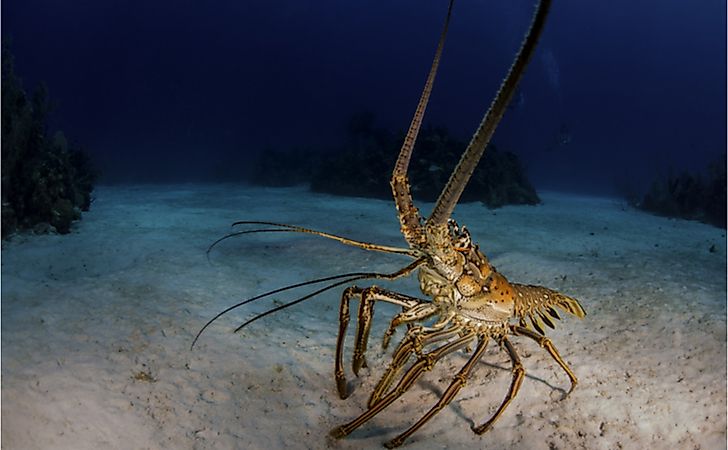 What Animals Live in the Ocean? - WorldAtlas What Animals Live in the Ocean? - WorldAtlas