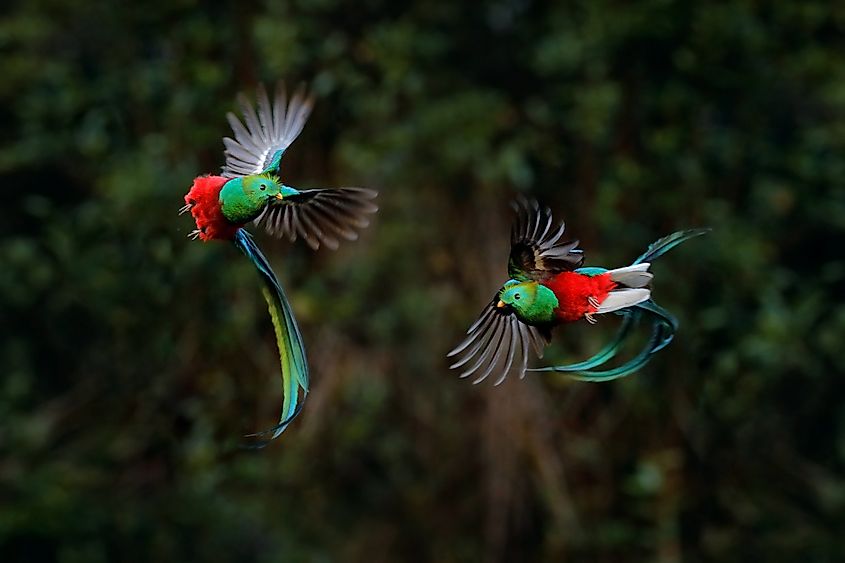 Costa rica bird