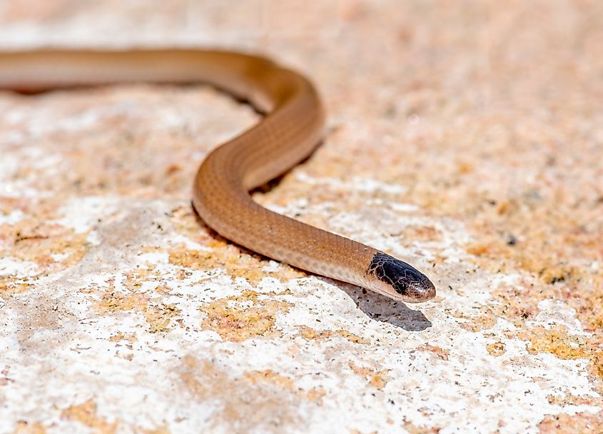 The peaceful, harmless, and tiny southwestern black-headed snake.